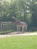 Planète Sauvage 2008: les girafes