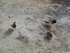 Une colonie de canards à Sant-Elm (Major