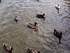 Les canards de Ploemeur