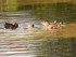 Les canards du Lac d'Annecy
