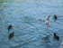 Les canards d'Annecy