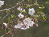 Fleurs de Cerisiers