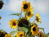 Les minis tournesols