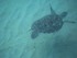 Nager avec une tortue en Marti