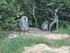 Les macaques à l'île Maurice