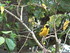 Les oiseaux de l'Île Maurice