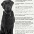 Les 10 commandements canins