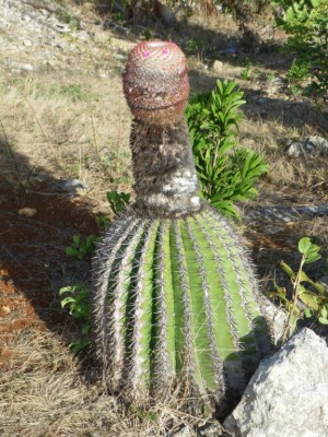 Un cactus Tête à l’anglais.
