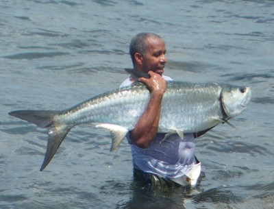 Tarpon pêché de frais. Front de mer à Basse-Terre.