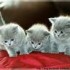 des chatons