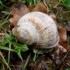 Limaces et escargots