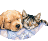 Bonjour tout le monde