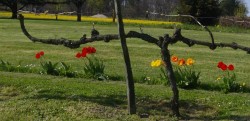 pied de vigne aux tulipes