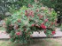 VISITE DU JARDIN DES PLANTES A
