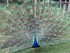 VISITE DU JARDIN DES PLANTES A