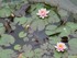VISITE DU JARDIN DES PLANTES A