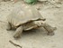 VALLEE DES TORTUE A SOREDE