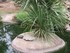 VALLEE DES TORTUE A SOREDE