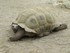 VALLEE DES TORTUE A SOREDE