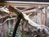 VALLEE DES TORTUE A SOREDE
