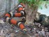 VALLEE DES TORTUE A SOREDE