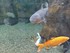 AQURIUM ONIRIA A CANET EN ROUS
