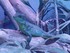 VISITE DE L'AQUARIUM ONIRIA A 
