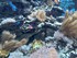 VISITE DE L'AQUARIUM ONIRIA A 