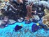 AQURIUM ONIRIA A CANET EN ROUS