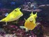 VISITE DE L'AQUARIUM ONIRIA A 