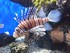 VISITE DE L'AQUARIUM ONIRIA A 
