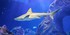 VISITE DE L'AQUARIUM ONIRIA A 