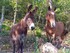 RANDONNEE AU DESSUS DE CERET E
