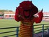 MATCH DES DRAGONS CATALANS CON