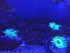 VISITE DE L'AQUARIUM ONIRIA A 