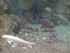 VISITE DE L'AQUARIUM ONIRIA A 