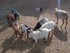 VISITE DE LA FERME SAINT ROCH 