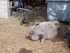 VISITE DE LA FERME SAINT ROCH 