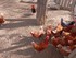 VISITE DE LA FERME SAINT ROCH 