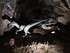 VISITE DE LA GROTTE COVA BASTE