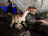 VISITE DE LA GROTTE COVA BASTE