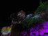 ILLUMINATIONS A COLLIOURE EN C