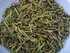 CUEILLETTE D'ASPERGES SAUVAGES