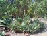 IDEE DE SORTIE AU JARDIN EXOTI