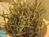 CUEILLETTE D'ASPERGES SAUVAGES