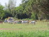 JOUNEE EN CAMARGUE DU DIMANCHE