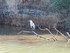 JOUNEE EN CAMARGUE DU DIMANCHE
