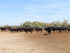 JOUNEE EN CAMARGUE DU DIMANCHE
