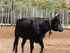 JOUNEE EN CAMARGUE DU DIMANCHE