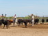 JOUNEE EN CAMARGUE DU DIMANCHE